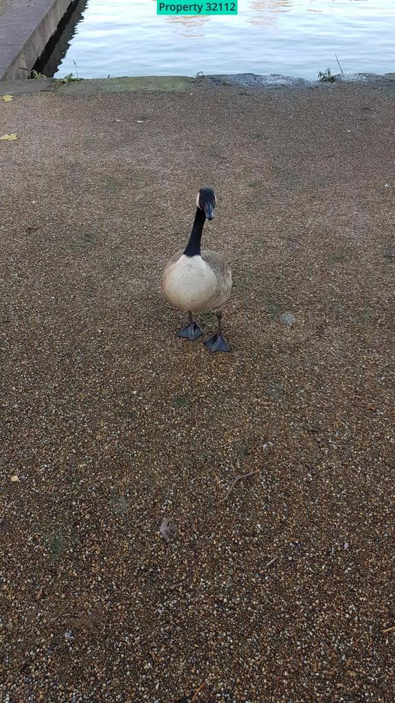 Canadian goose