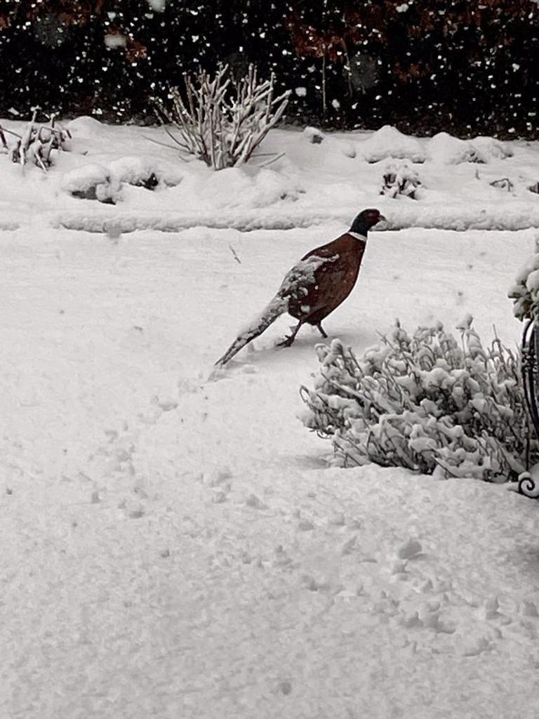 Snow photo - 1