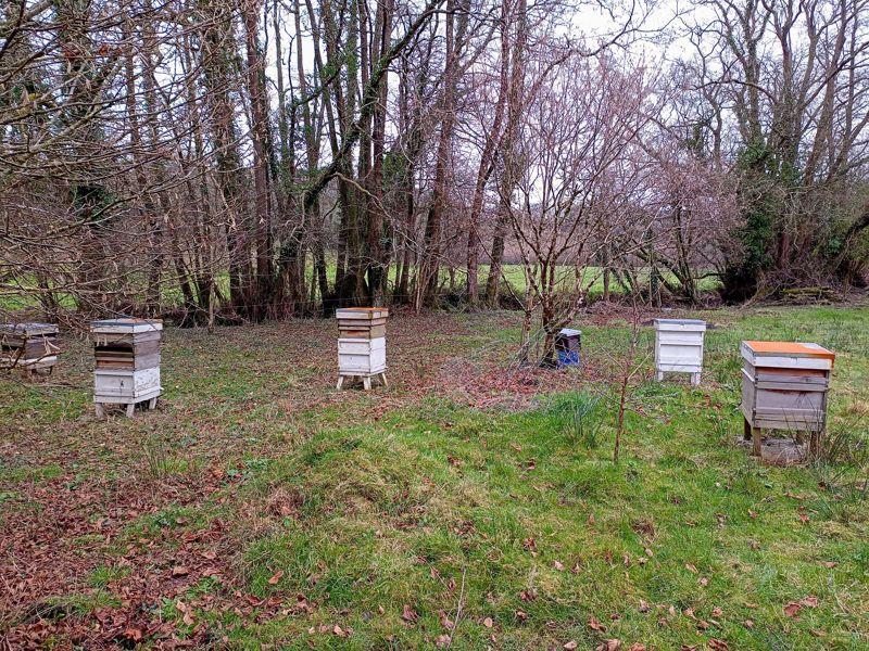Bee Hives On Land