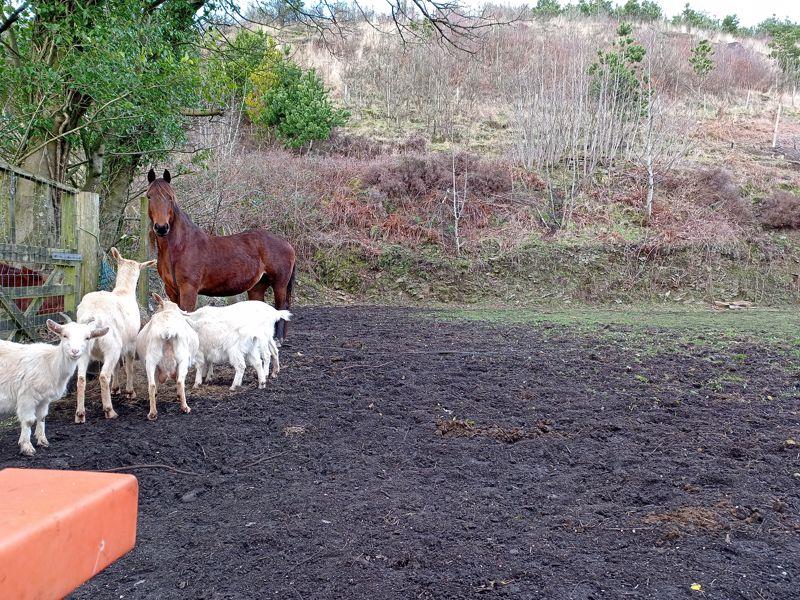 Horse And Goats