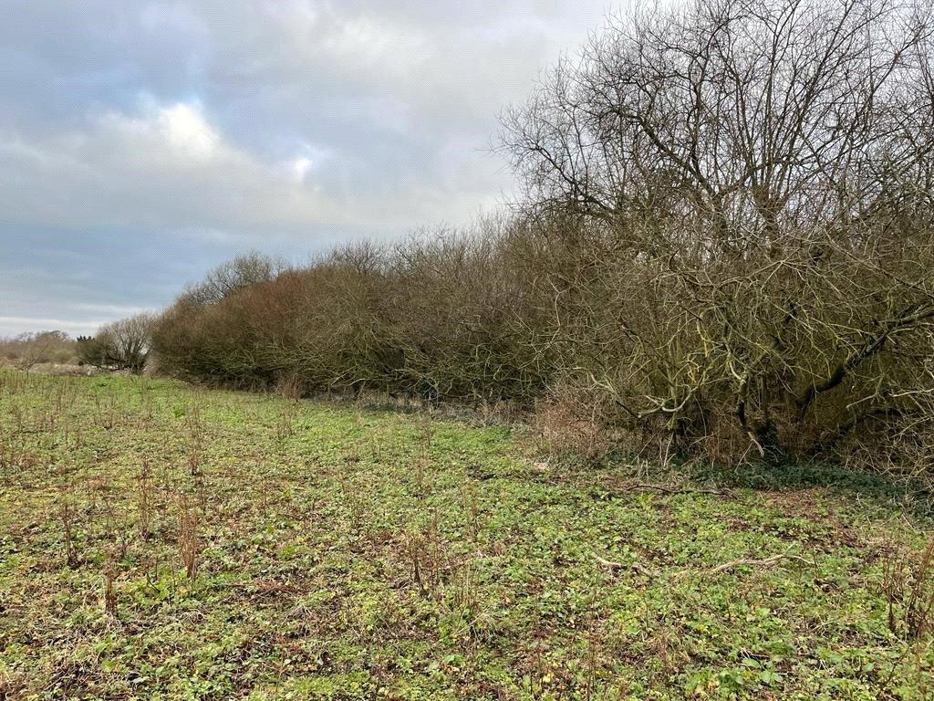 Westhay Moor Drove, Westhay, Glastonbury, Somerset, BA6 Equestrian