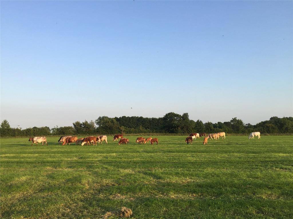 Livestock