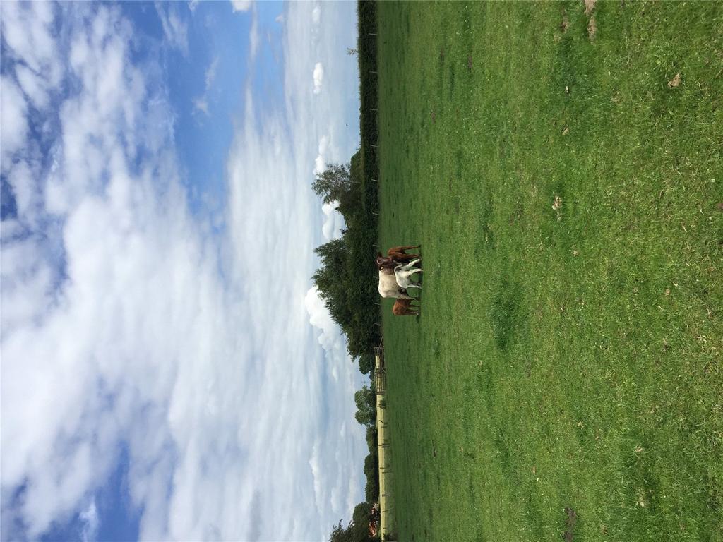 Livestock