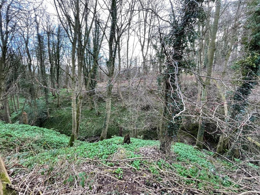 Woodland at the rear