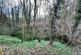 Woodland at the rear
