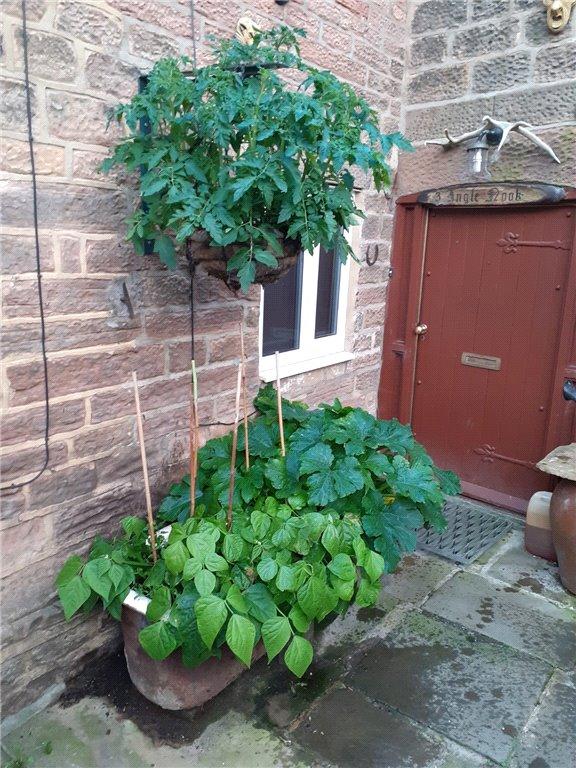 Courtyard Garden