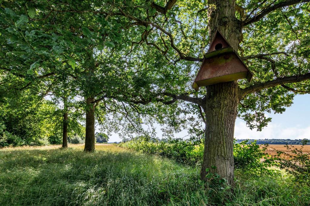 Woodland