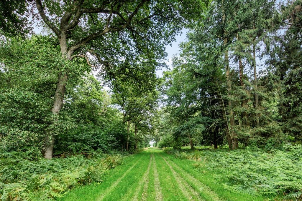 Halfway Woodland