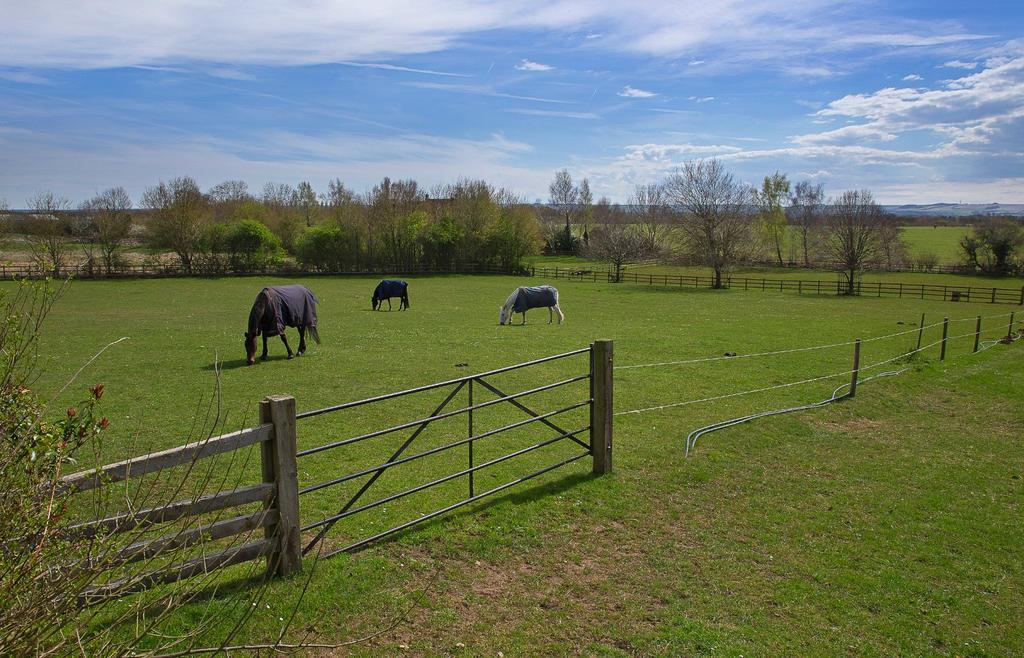 Paddock