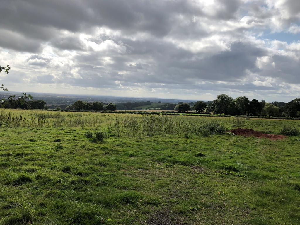 Trimpley #5 jpg