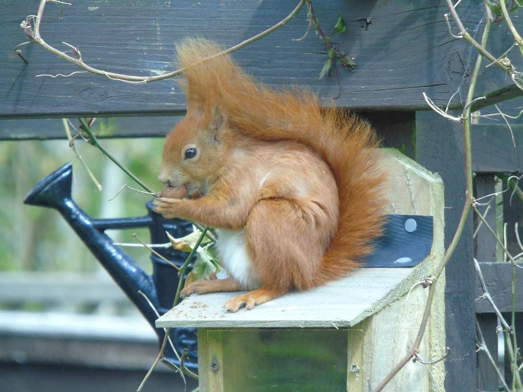 Garden Wildlife