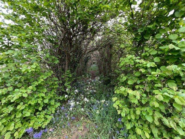 Garden 4