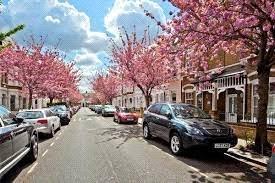 Cherry Blossom