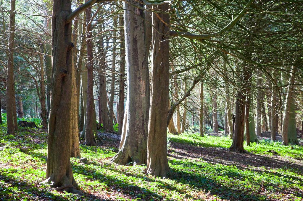 Woodland Walks