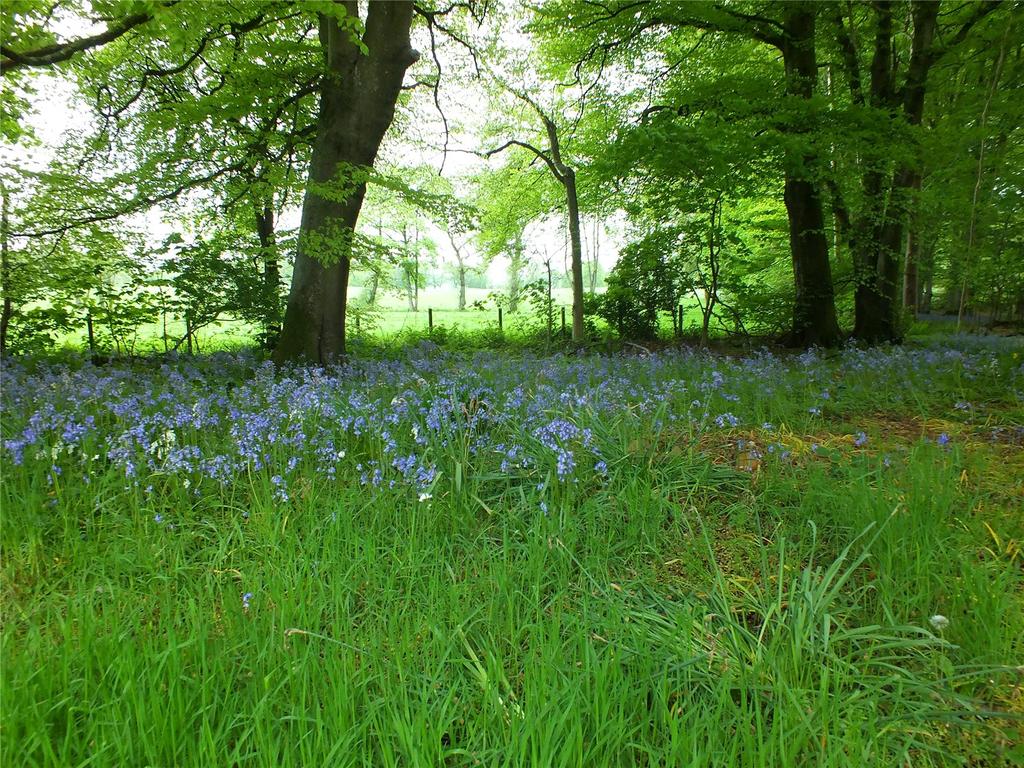 Bluebells