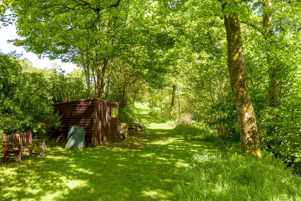 Woodland walk with bluebells and ferns