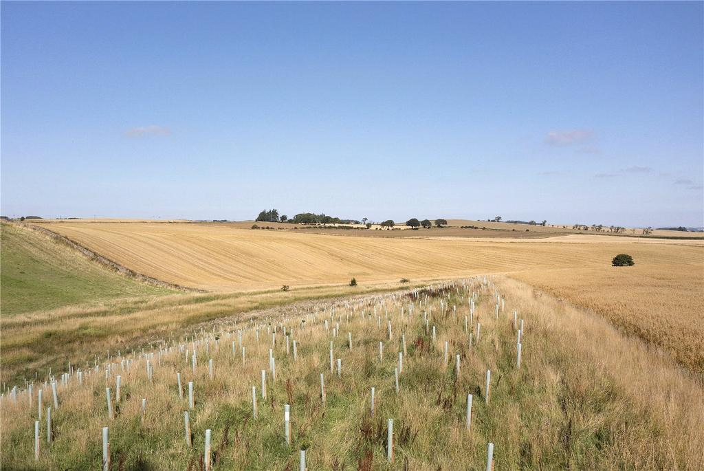 New Forestry