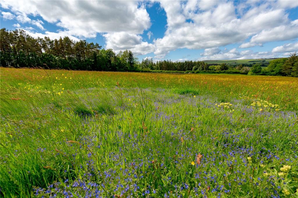 Wild Flower Meadow