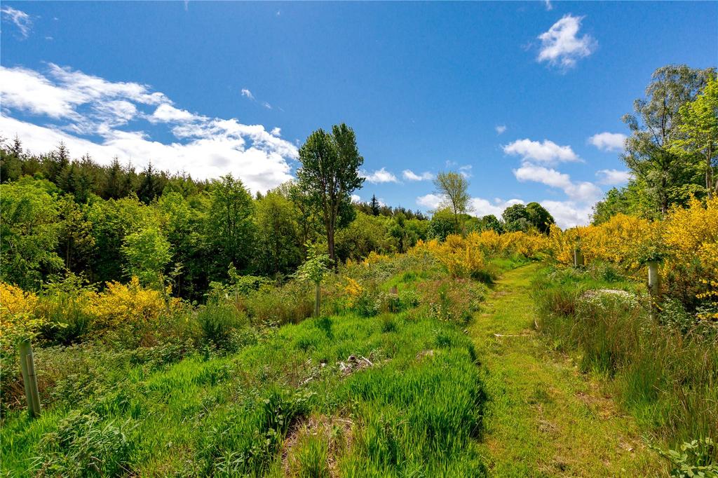 Edge Of Woodland