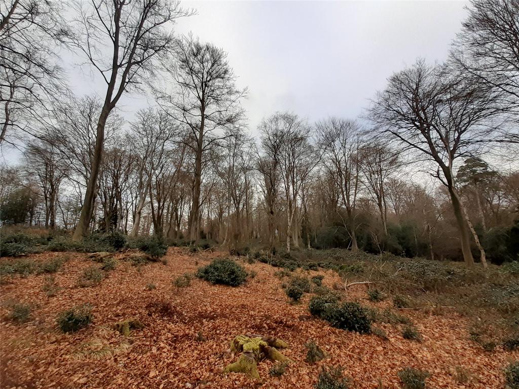 Holm Hills Woodland
