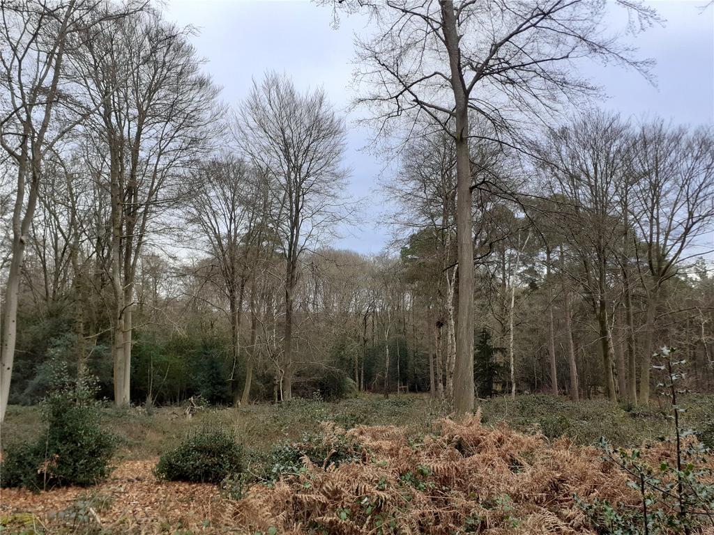 Holm Hills Woodland