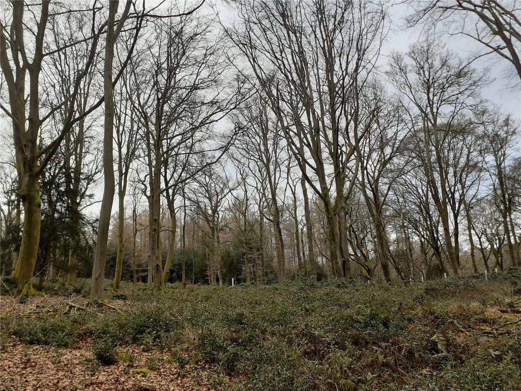 Holm Hills Woodland