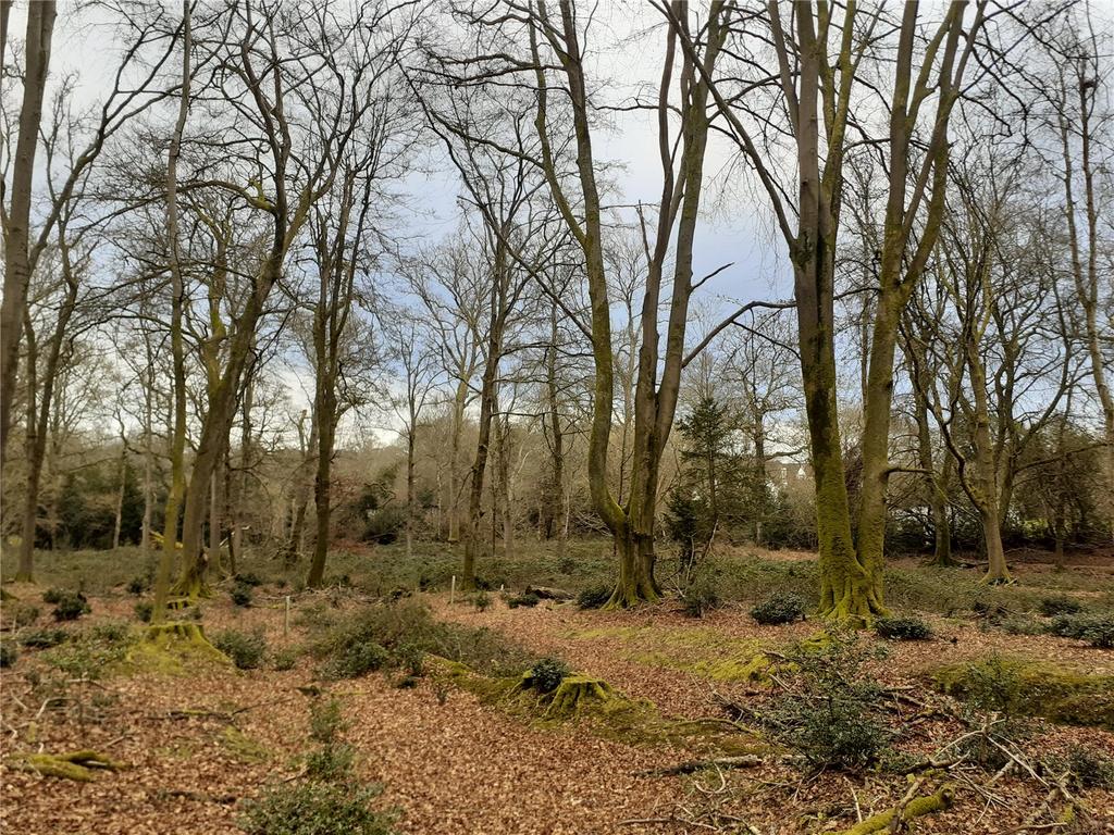 Holm Hills Woodland