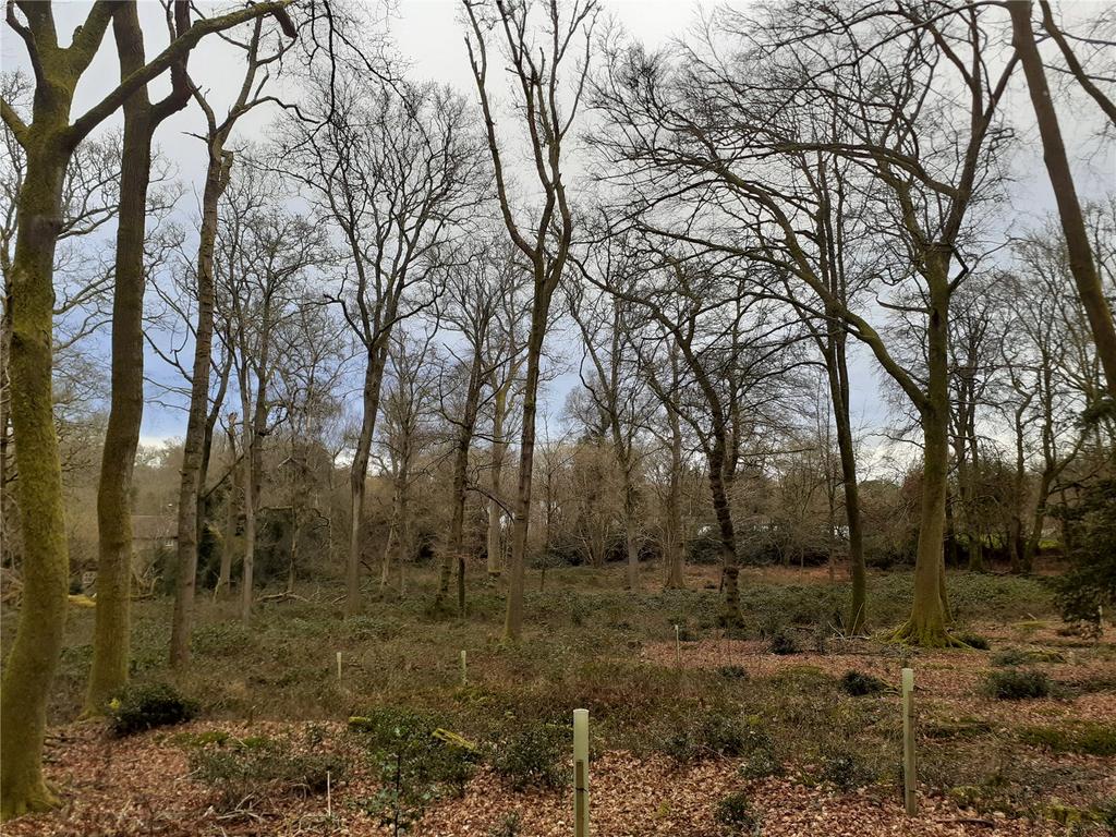 Holm Hills Woodland