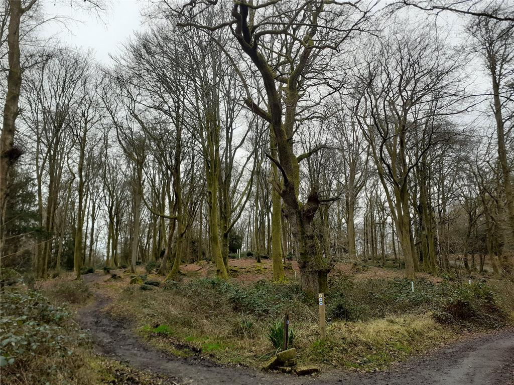 Holm Hills Woodland