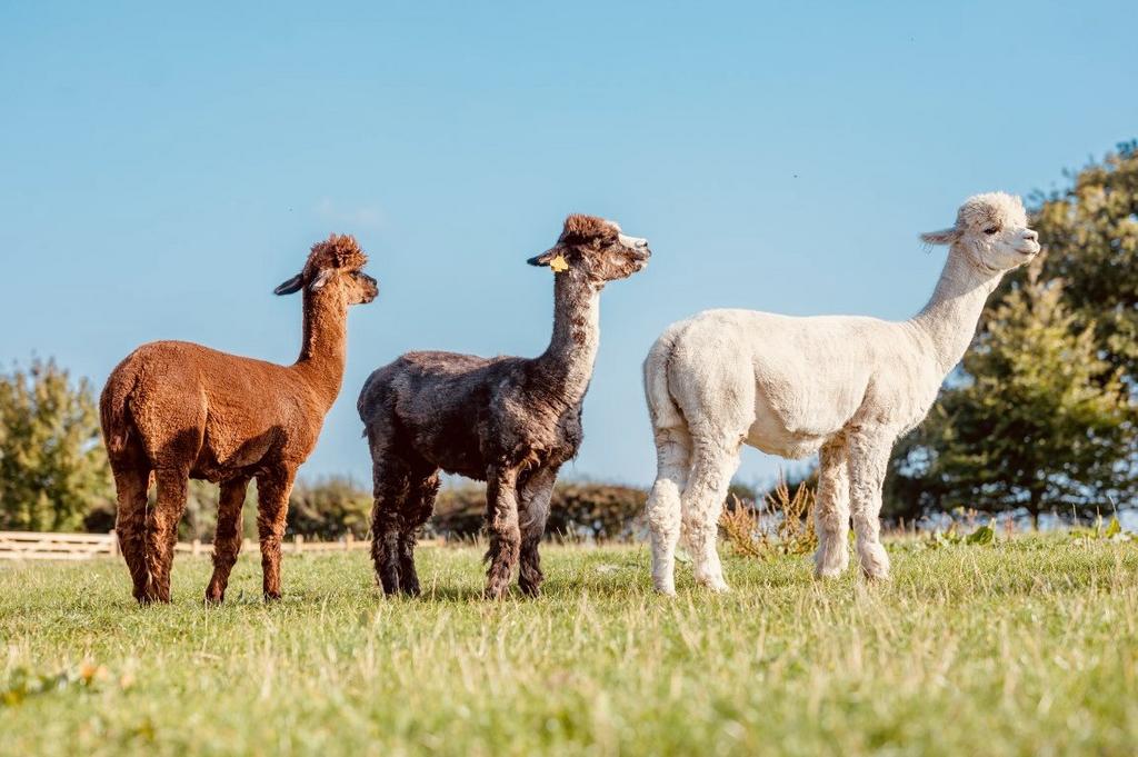 Alpacas