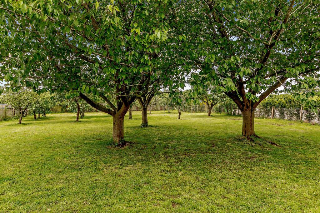 Orchard
