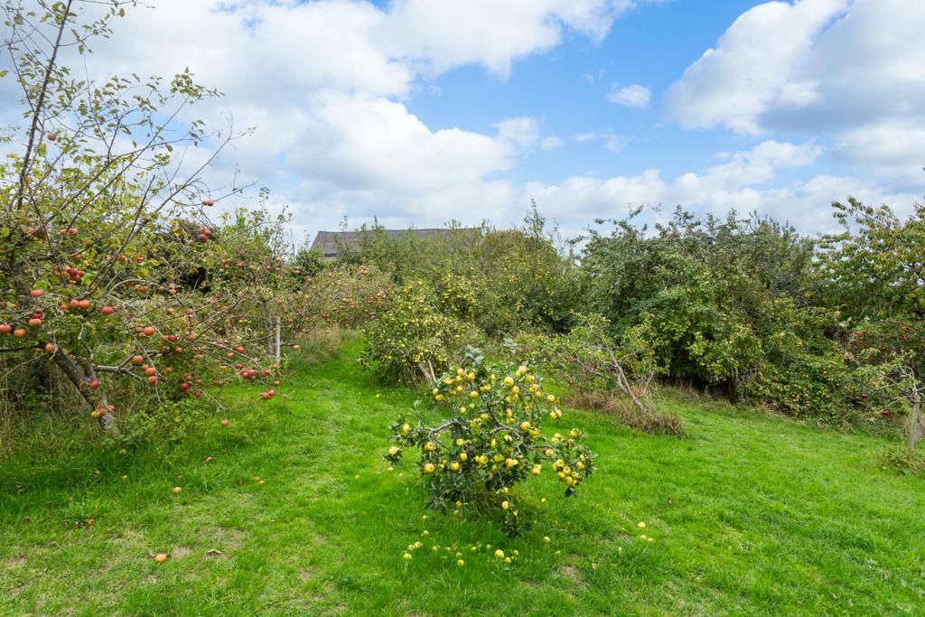 Orchard