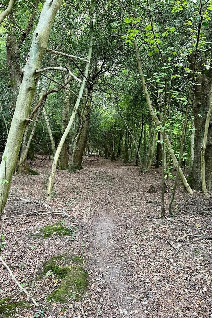 Nearby Woodlands