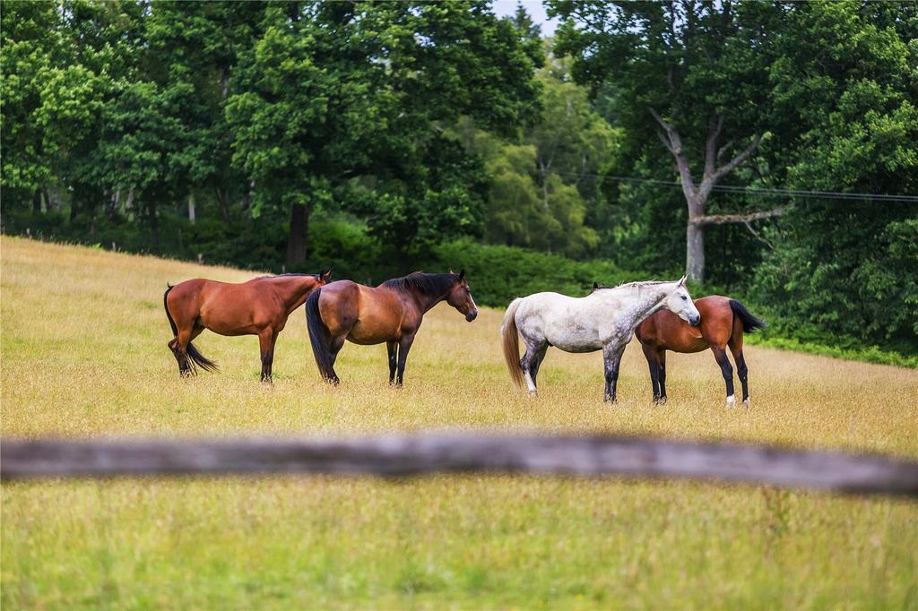 Pasture