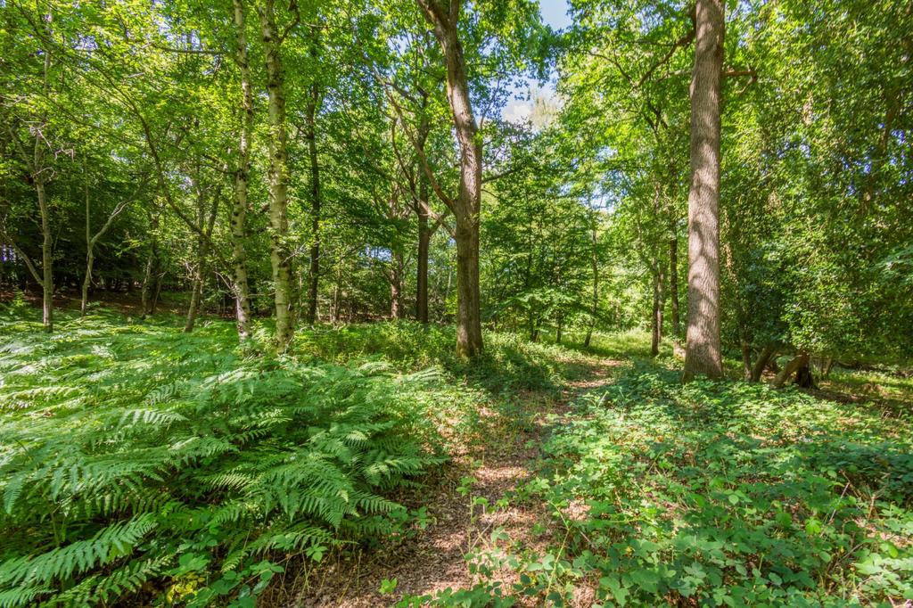 Woodland