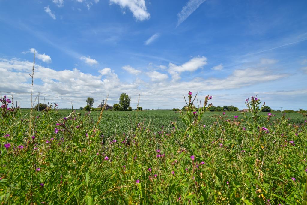 View from garden