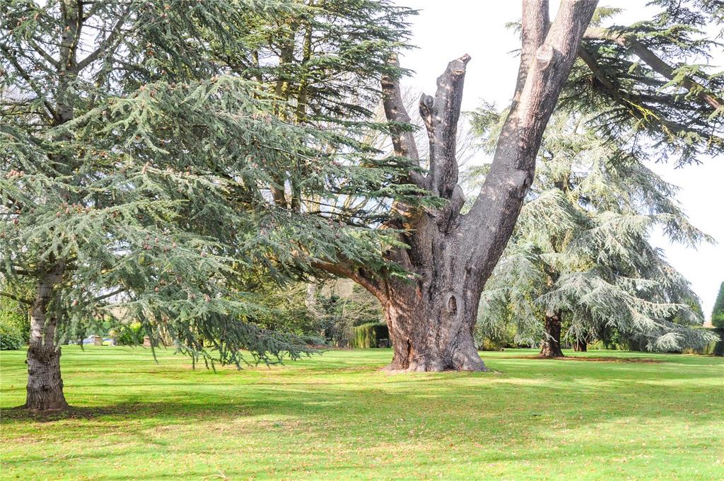 Cedar Trees