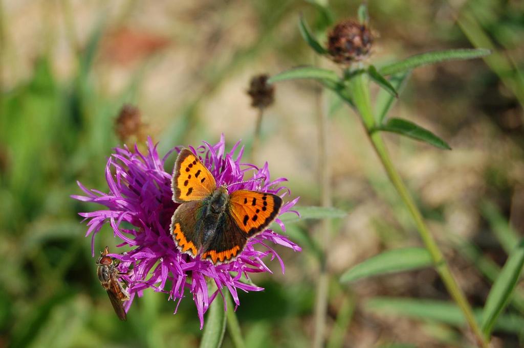 Butterfly.jpg