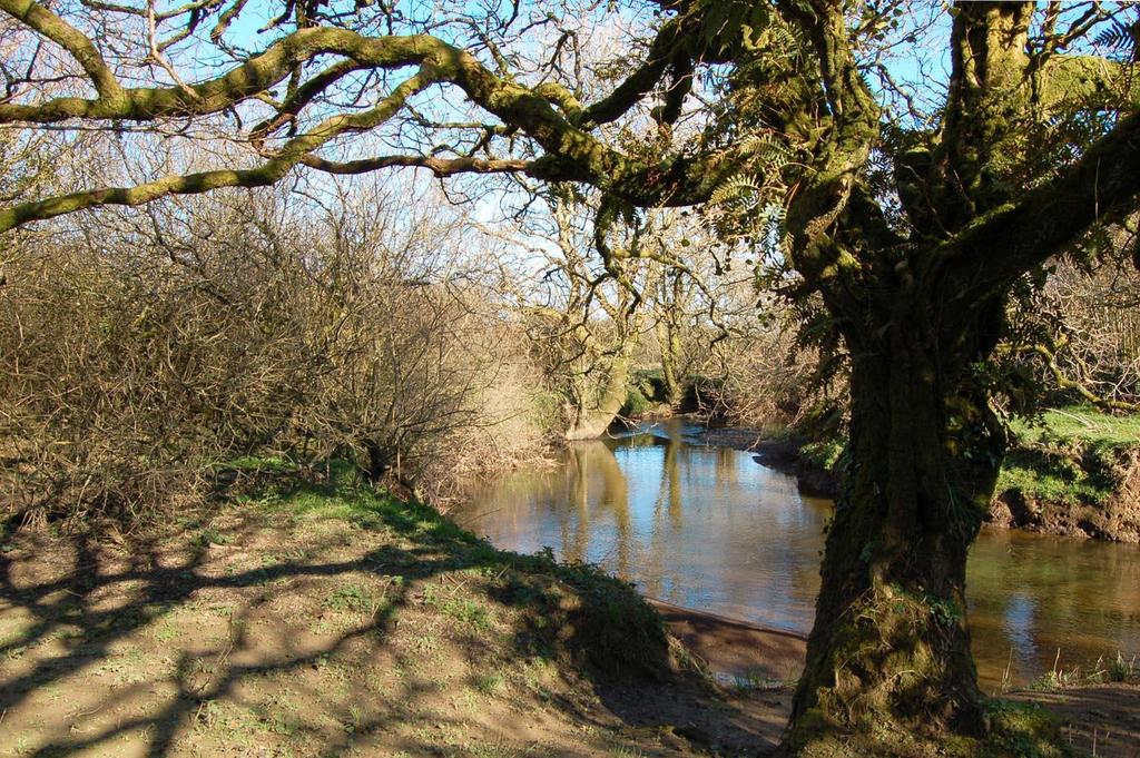 Torridge bank.jpg