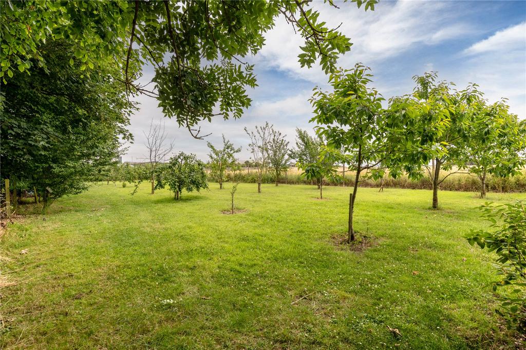 Orchard