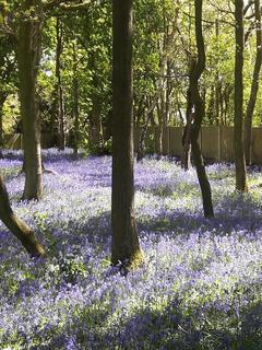 12 Sutton Spring Wood, Calow, Chesterfield, S44 5XF