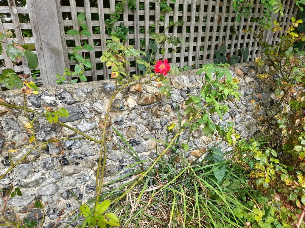 Garden .jpg