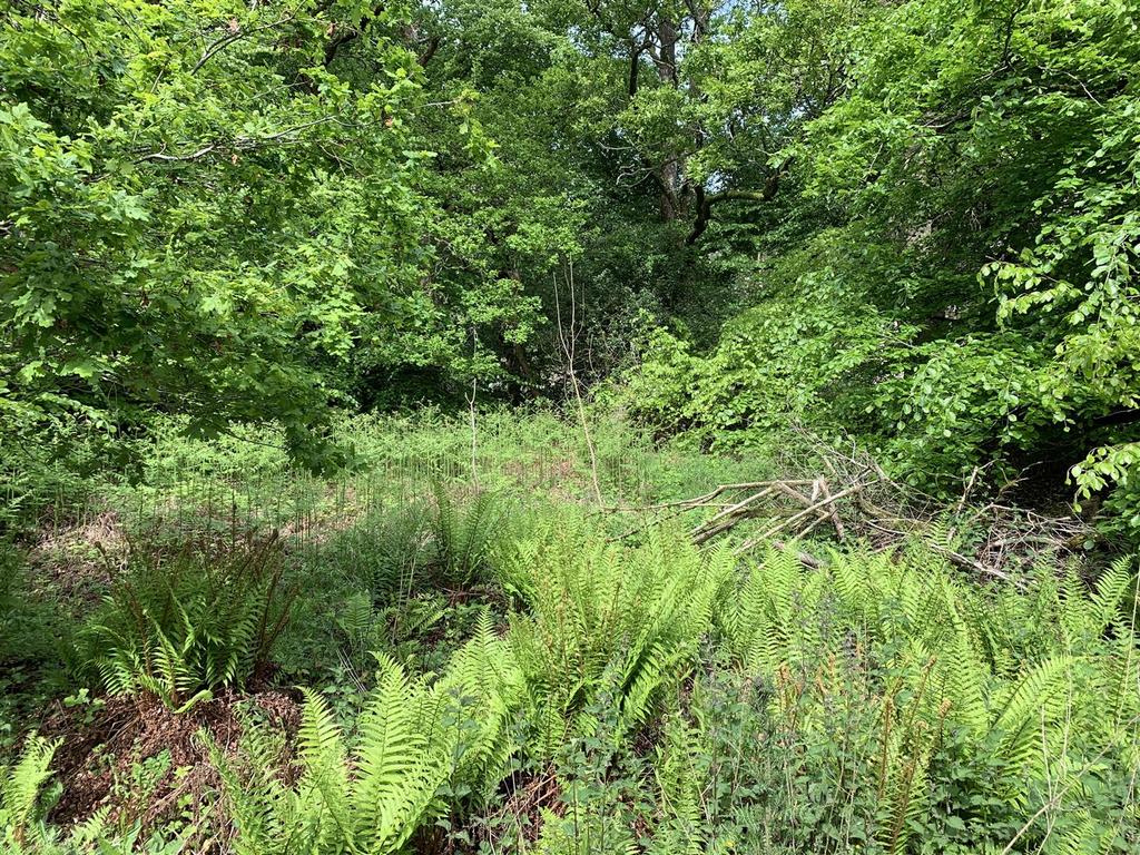 Copse