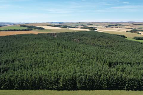 Woodland for sale - Boon Wood, Near Lauder, Scottish Borders TD2