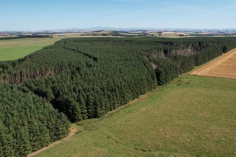 Woodland for sale - Boon Wood, Near Lauder, Scottish Borders TD2