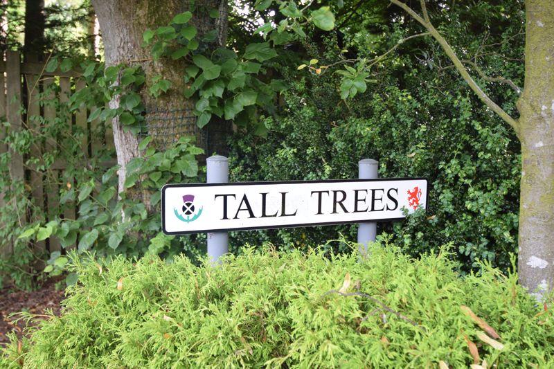 Tall Trees