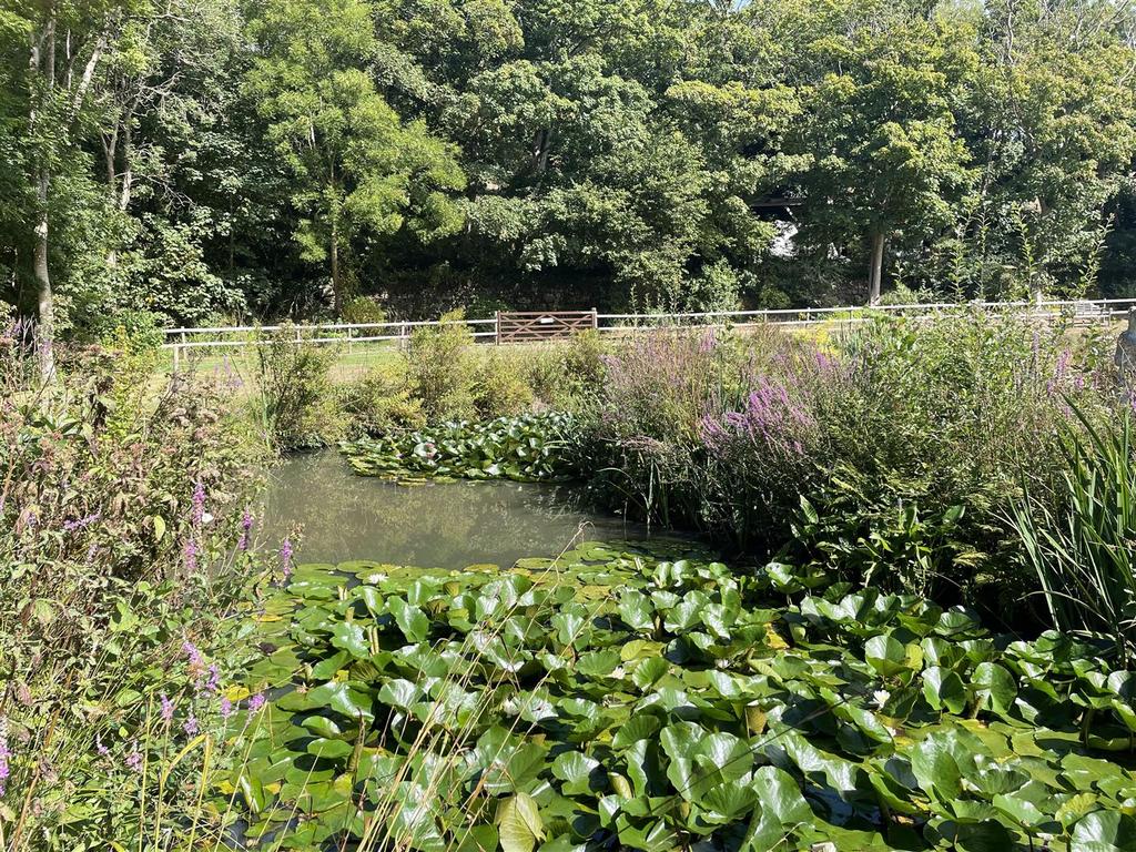 Pond