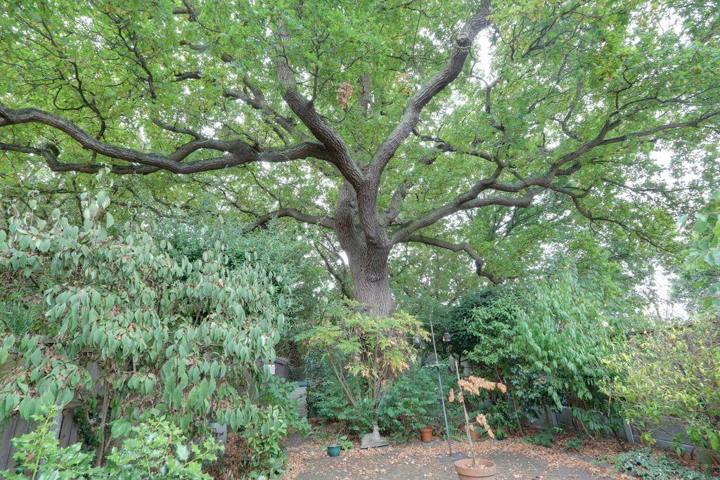 Garden at Back