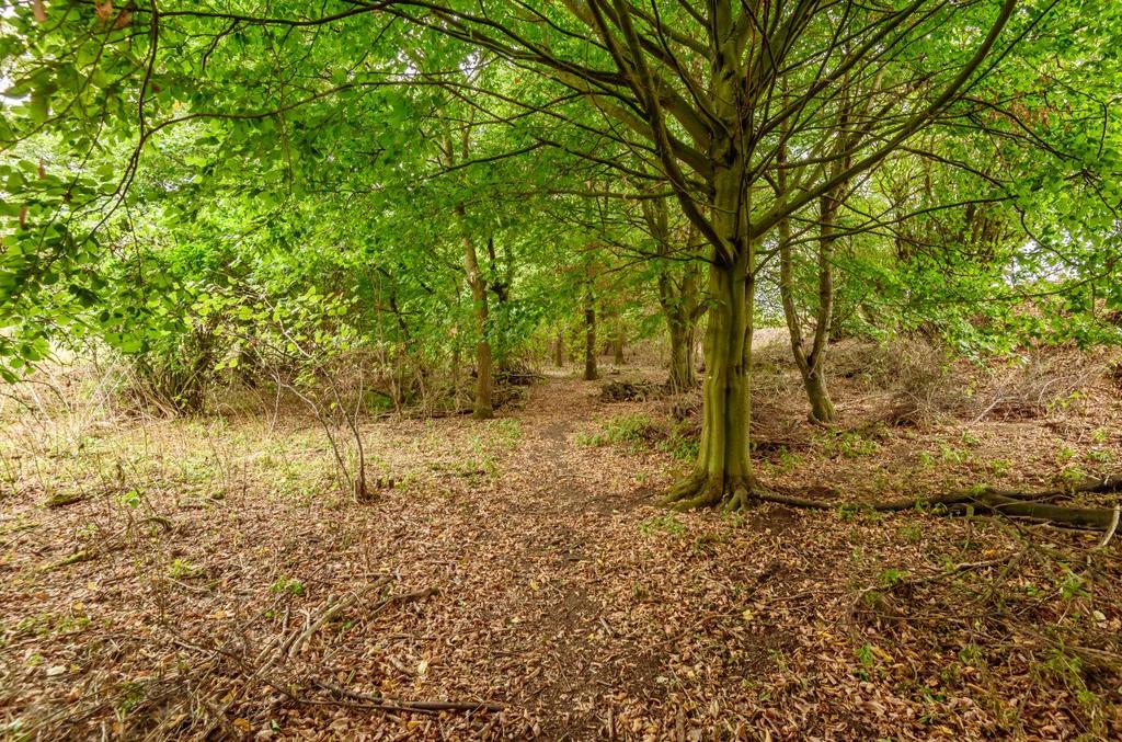 Woodland