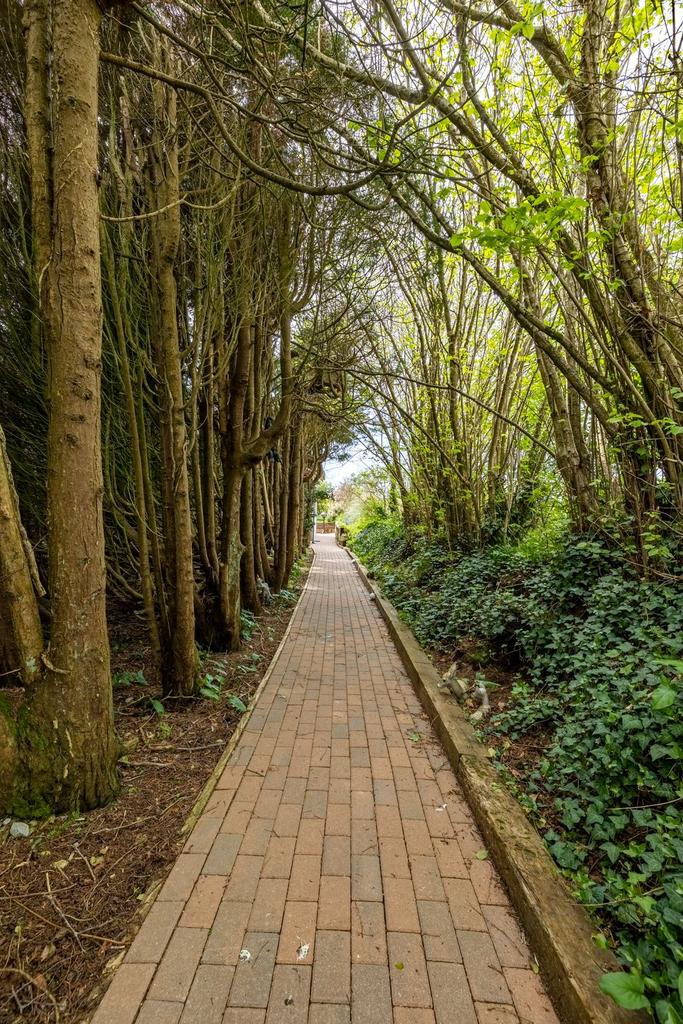 Tree Lined Avenue